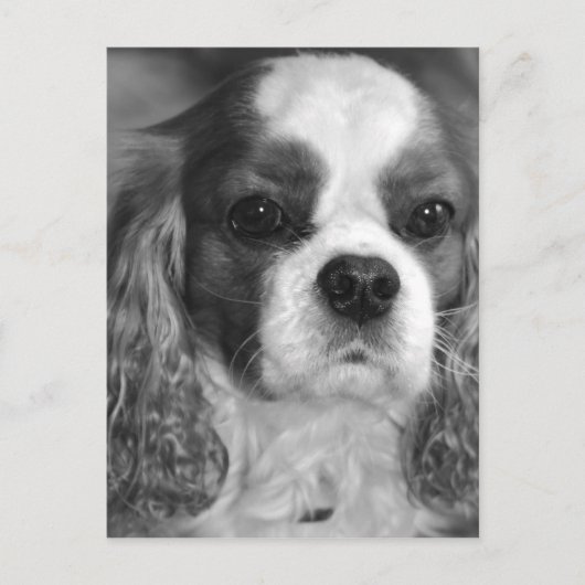 Cavalier King Charles Spaniel Post Card Briefkaart (Voorkant)