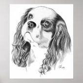 Cavalier King Charles Spaniel Poster (Voorkant)