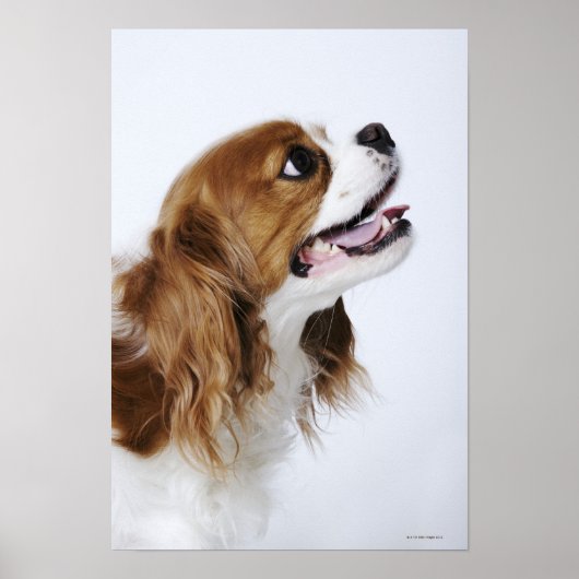 Cavalier King Charles Spaniel Poster (Voorkant)