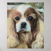 Cavalier King Charles Spaniel Poster (Voorkant)