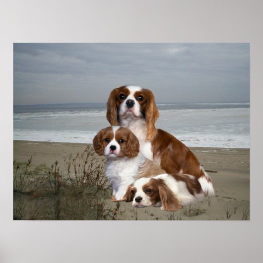 Cavalier King Charles Spaniel Print (Voorkant)