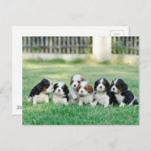 Cavalier King Charles Spaniel puppies Briefkaart (Voorkant / Achterkant)