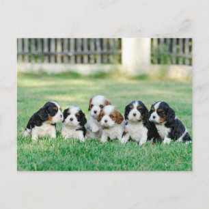 Cavalier King Charles Spaniel puppies Briefkaart