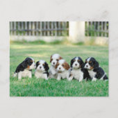 Cavalier King Charles Spaniel puppies Briefkaart (Voorkant)