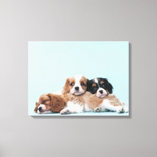 Cavalier King Charles Spaniel Puppies Canvas Afdruk (Voorkant)