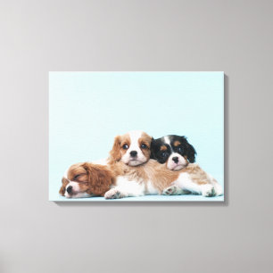 Cavalier King Charles Spaniel Puppies Canvas Afdruk