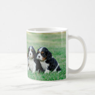 Cavalier King Charles Spaniel puppies Koffiemok