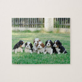 Cavalier King Charles Spaniel puppies Legpuzzel