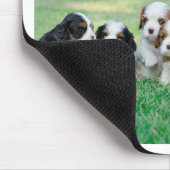 Cavalier King Charles Spaniel puppies Muismat (Hoek)