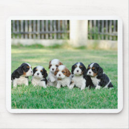 Cavalier King Charles Spaniel puppies Muismat