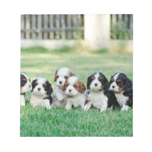 Cavalier King Charles Spaniel puppies Notitieblok (Voorkant)