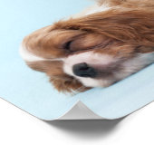Cavalier King Charles Spaniel Puppies Poster (Hoek)