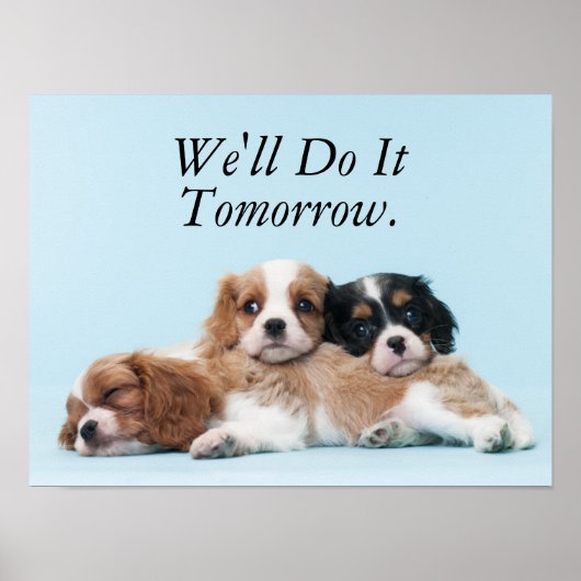 Cavalier King Charles Spaniel Puppies Poster (Voorkant)