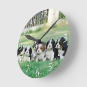 Cavalier King Charles Spaniel puppies Ronde Klok (Hoek)