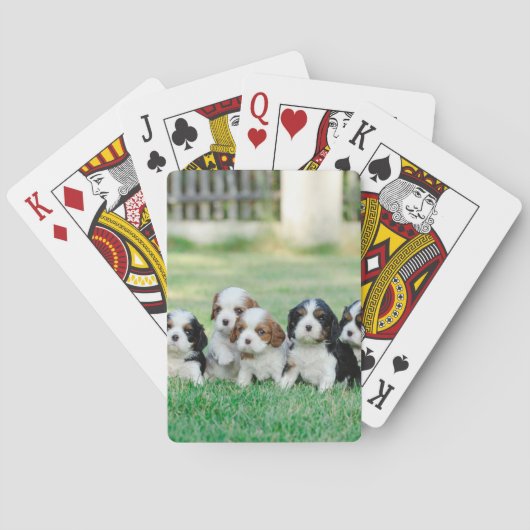 Cavalier King Charles Spaniel puppies Speelkaarten (Achterkant)