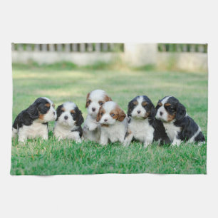Cavalier King Charles Spaniel puppies Theedoek