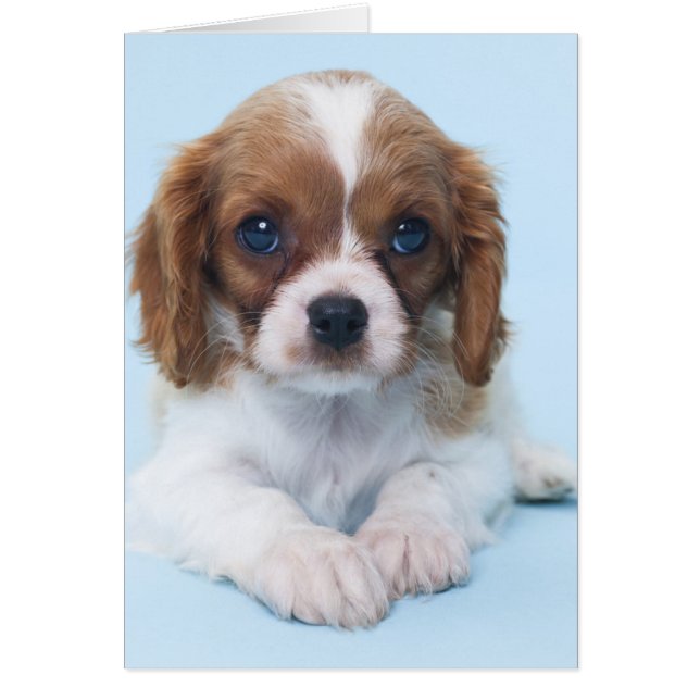 Cavalier King Charles Spaniel Puppy (Voorkant)