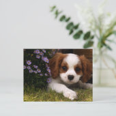 Cavalier King Charles Spaniel Puppy achter de bloe Briefkaart (Staand voorkant)