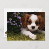 Cavalier King Charles Spaniel Puppy achter de bloe Briefkaart (Voorkant / Achterkant)