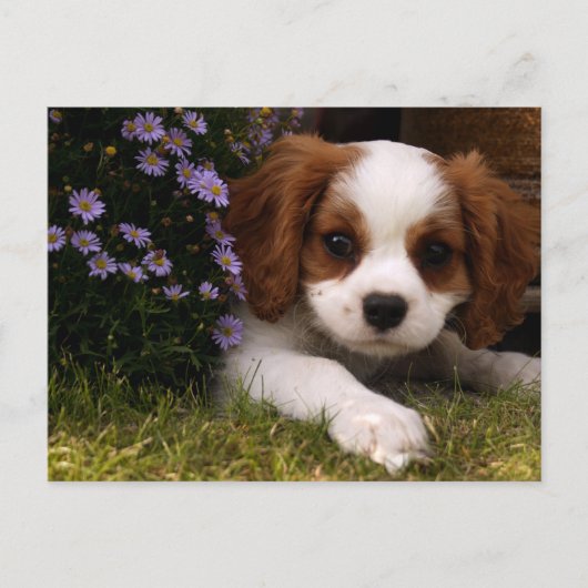 Cavalier King Charles Spaniel Puppy achter de bloe Briefkaart (Voorkant)