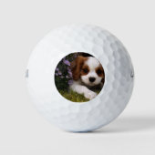 Cavalier King Charles Spaniel Puppy achter de bloe Golfballen (Voorkant)