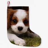 Cavalier King Charles Spaniel Puppy achter de bloe Kleine Kerstsok (Voorkant)
