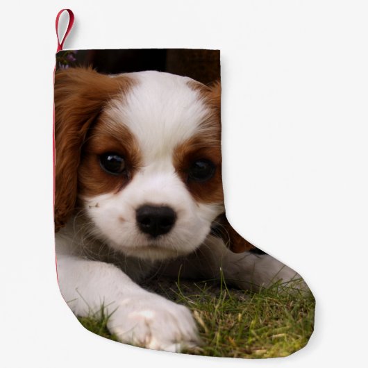 Cavalier King Charles Spaniel Puppy achter de bloe Kleine Kerstsok (Voorkant)