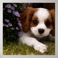Cavalier King Charles Spaniel Puppy achter de bloe