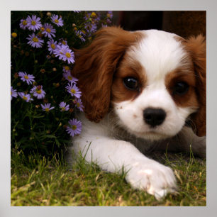 Cavalier King Charles Spaniel Puppy achter de bloe Poster