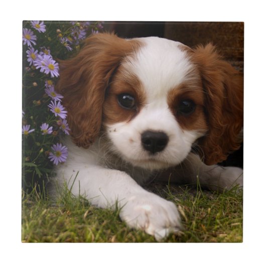 Cavalier King Charles Spaniel Puppy achter de bloe Tegeltje (Voorkant)