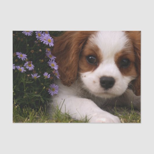 Cavalier King Charles Spaniel Puppy achter de bloe Tissuepapier (Voorkant)