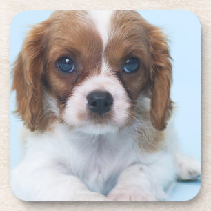 Cavalier King Charles Spaniel Puppy Bier Onderzetter