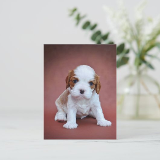 Cavalier King Charles Spaniel puppy Briefkaart (Staand voorkant)