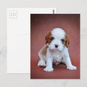 Cavalier King Charles Spaniel puppy Briefkaart (Voorkant / Achterkant)