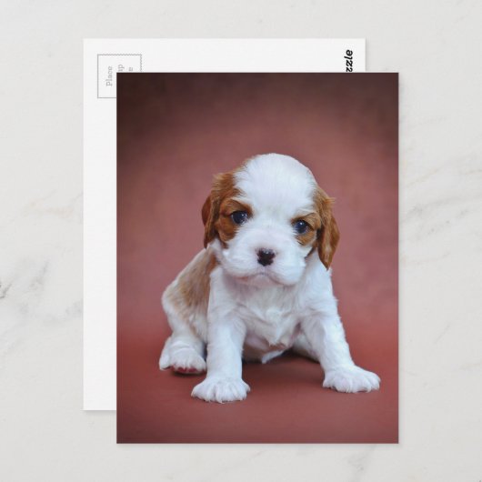 Cavalier King Charles Spaniel puppy Briefkaart (Voorkant / Achterkant)