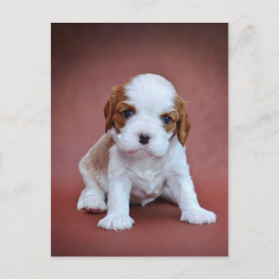 Cavalier King Charles Spaniel puppy Briefkaart