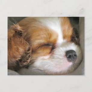 Cavalier King Charles Spaniel Puppy Briefkaart