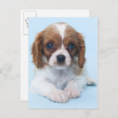 Cavalier King Charles Spaniel Puppy Briefkaart (Voorkant / Achterkant)