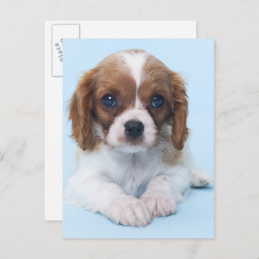 Cavalier King Charles Spaniel Puppy Briefkaart (Voorkant / Achterkant)