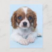 Cavalier King Charles Spaniel Puppy Briefkaart (Voorkant)