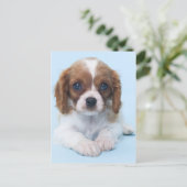 Cavalier King Charles Spaniel Puppy Briefkaart (Staand voorkant)