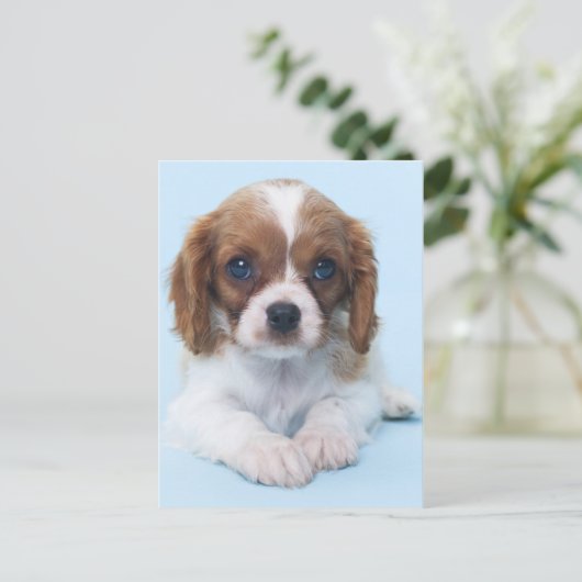 Cavalier King Charles Spaniel Puppy Briefkaart (Staand voorkant)