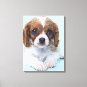Cavalier King Charles Spaniel Puppy Canvas Afdruk