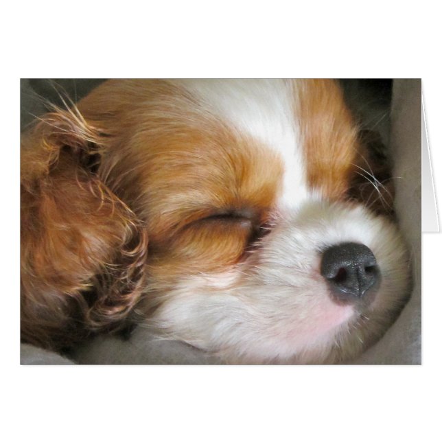 Cavalier King Charles Spaniel Puppy Card (Voorkant Horizontaal)