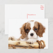 Cavalier King Charles Spaniel Puppy Dog Briefkaart (Voorkant / Achterkant)