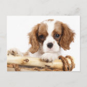 Cavalier King Charles Spaniel Puppy Dog Briefkaart (Voorkant)