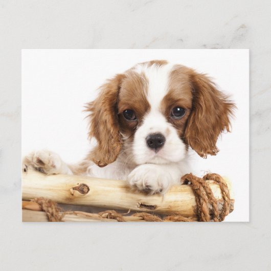 Cavalier King Charles Spaniel Puppy Dog Briefkaart (Voorkant)