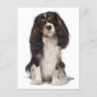 Cavalier King Charles Spaniel Puppy Dog