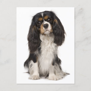 Cavalier King Charles Spaniel Puppy Dog Briefkaart