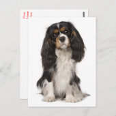 Cavalier King Charles Spaniel Puppy Dog Briefkaart (Voorkant / Achterkant)